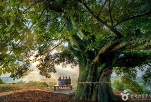 "이 나무 하나 보러 갑니다" 국내외 관광객이 찾는 힐링 스팟 이미지