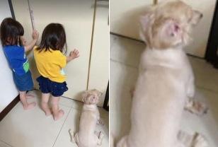 엄마한테 혼나는 중인 쌍둥이 자매 옆에서 같이 벌 받는 강아지 이미지