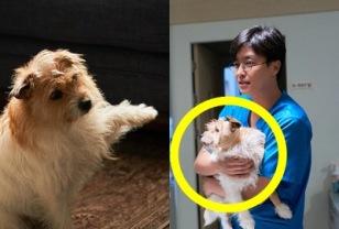사람보다 연기 잘해서 해외서 화제된 한국강아지, 알고 봤더니 이미지