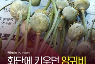 화단 뒤덮은 정체, 마약류 ‘양귀비’…"마약법 위반입니다" 이미지