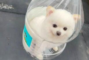 비 오는 날 강아지 '온몸 안 젖게' 산책시킨 세상 기발한 방법 이미지