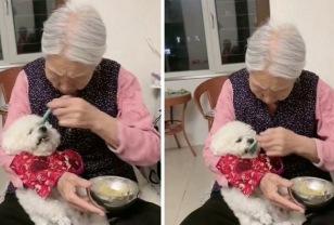 출장때문에 잠시 할머니한테 강아지 맡겼더니 벌어진 일 이미지