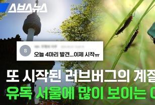 또 시작된 러브버그의 계절 유독 서울에 많이 보이는 이유 이미지