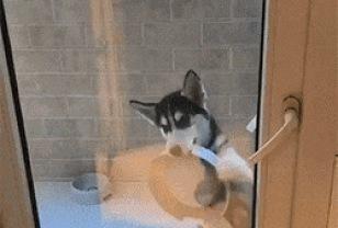 늦잠자서 개 밥주는 시간 놓쳤더니 생긴 일.gif 이미지