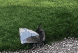 고양이를 도와주는 강아지.gif 이미지