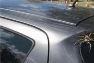 자동차 대참사를 막아준 고마운 새.gif 이미지
