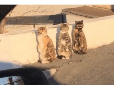 직딩유머 고양이들의 비밀.jpg
