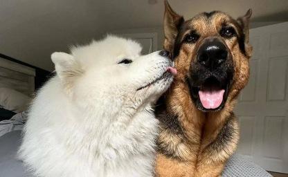 길고양이 구조해 집으로 데려온 '마음 따뜻한' 강아지들을 소개합니다 이미지