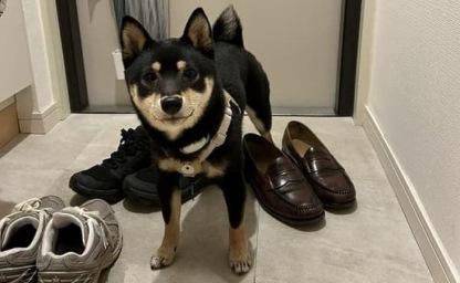 볼일 급해 집 도착하자 화장실 달려갔는데 신발장에 가만히 있는 강아지 이미지