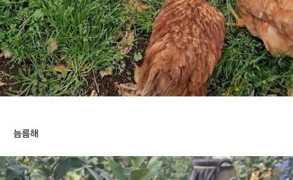 양계장에서 구출한 폐계닭을 2년간 키운 근황 이미지