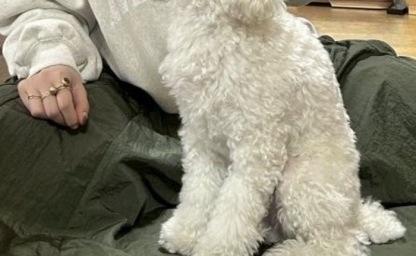 "엄마 친구가 놀러왔다가 깜빡하고 강아지 놓고 가셨어요" 이미지