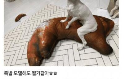 다리 길이가 남다른 말티즈 자랑 이미지