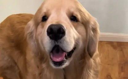"제가 가진 전부입니다!" 사고 치고 '엉덩이' 내민 강아지! 이미지