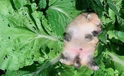 혼자 밭일하는 할머니를 걱정돼 배추밭에 따라 온 댕댕이의 최후 이미지