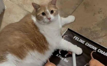 "이게 고양이야?" 20kg 뚱냥이, 살 빼고 몰라보게 변했다! 이미지