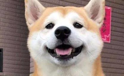 "나 이제 먹히는 건가요?" 발이 '아이스크림 콘' 된 시바견 강아지! 이미지