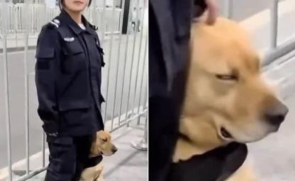 근무 중 눈 굴린 것도 모자라 코까지 골면서 자다 딱 걸린 경찰견 이미지