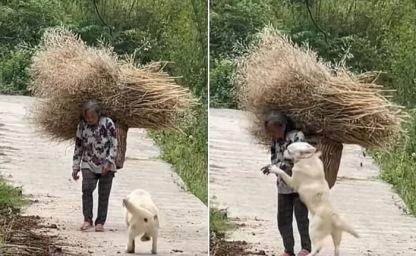 무거운 짐 메고 있는 할머니 발견한 래브라도 강아지가 보인 행동 이미지