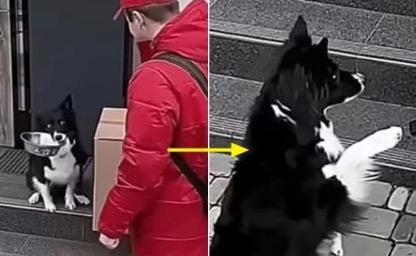 배달원에게 밥그릇 들이밀며 음식 구걸한 보더콜리에게 생긴 일 이미지