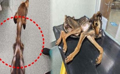 "10년 동안 본 것 중 최악"...동물 보호 단체를 놀라게 한 강아지의 충격적인 상태 이미지