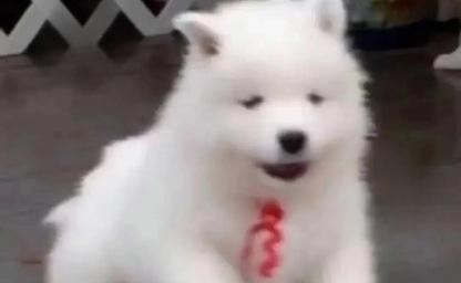 물 피하려 온갖 노력한 주인, 돌아서자 강아지가 보인 놀라운 반응 이미지
