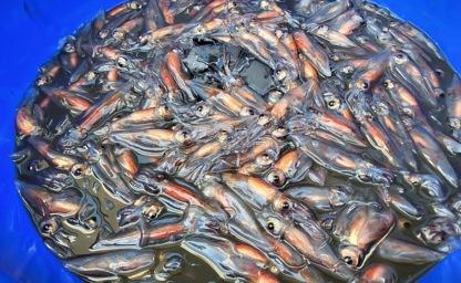 라면에 넣어 끓여 먹었는데... 알고 보니 일본의 '특별천연기념물'이었다 이미지