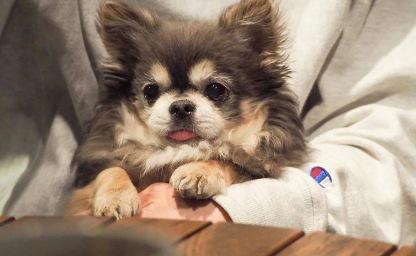 "16살인데 이게 가능해?" 주인에게 '역대급 집착'하는 노령견 포착! 이미지