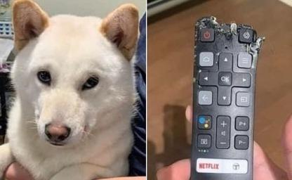 강아지가 물어뜯어 놓아서 TV 리모컨 못 쓰게 되자 아빠의 반응 이미지