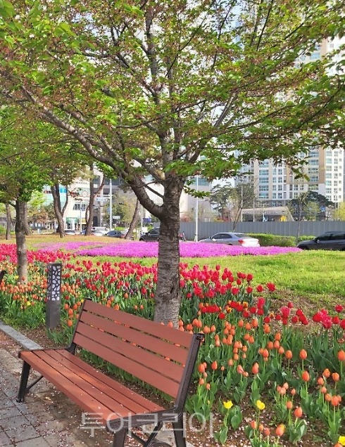 인천 연수구 '송도튤립축제'에서 오감만족 봄꽃여행 즐기세요! 