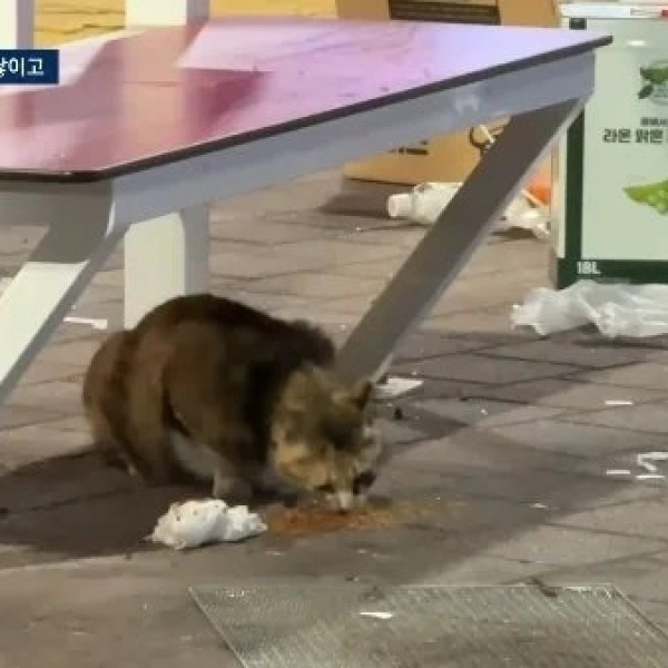 깜짝! ‘이 거리’ 최근 모습에 모두 경악! 도대체 무슨 일이?