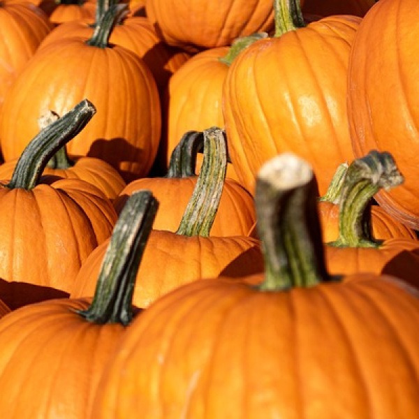 호박 잘못 먹으면 죽음을 부릅니다! 병원 실려가게 만드는 호박의 쿠쿠르비타신 독!