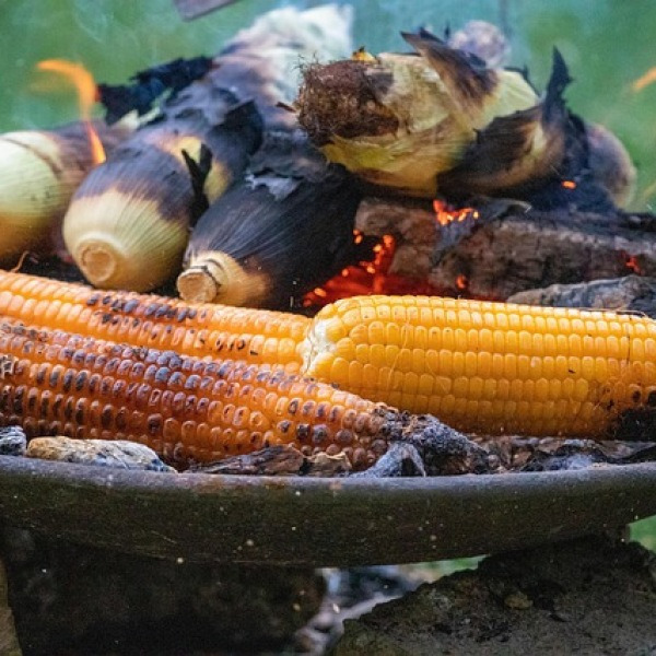 “국민 간식인 줄 알았는데, 옥수수가 ‘몸 망치는’ 주범이라고?” 옥수수의 충격적인 독성!