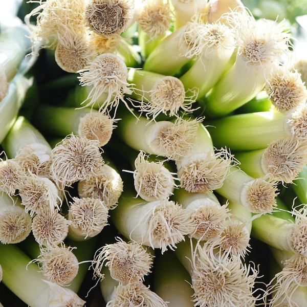 대파, 잘못 먹으면 효과 0! 이렇게 먹으면 ‘혈전’이 녹습니다! 의사들도 놀란 진실!