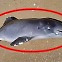 [포착] 러시아가 만든 흑해의 비극..돌고래 최소 3000마리 폐사