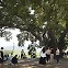 '우영우 팽나무'는 그나마 낫다, 관광객에 몸살 겪은 촬영지[지구, 뭐래?]