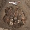 고대사회 신에게 바쳐진 아이들 유골 76구 페루서 무더기 발굴