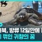 [D리포트] 방류 12일 만에 폐사…태풍에 꺾인 거북의 꿈
