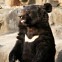 농장 탈출한 곰들이 일으킨 끔찍한 사고[어텐션뉴스]