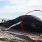 사인은 또 ‘인간’…12m 혹등고래 美 해변서 안타까운 죽음