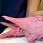 뉴욕 한복판서 발견된 '분홍 비둘기', 희귀종이 아니었다｜월드클라스