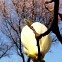 용산 대통령실 무궁화동산의 봄…목련·살구꽃·벚꽃이 어우러진 진풍경[정충신의 꽃·나무 카페]