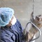 중국이 야생동물 수출 끊자...바이오 업계 ‘원숭이 대란’