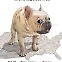 [Graphic News] French bulldog is favorite dog breed in US