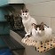 [사이테크+] "1회 유전자 주사로 고양이 불임 유도…길냥이 수 조절 기대"