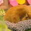"댕냥이 편안히 모십니다" 상조상품도…커지는 펫코노미 시장 [머니 클라스]