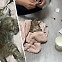 “화타다!” 한의대생 침술에 죽어가던 고양이 살아나 [나우,어스]
