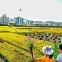 추석에도 '농사 결속 총매진'…AG 금메달 소식도[데일리 북한]
