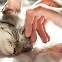 [사이언스카페] 고양이 가르랑 소리는 뇌 아닌 성대가 낸다