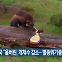 [기후는 말한다] 미국 “울버린, 개체수 감소…멸종위기종 지정”