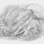 몽골의 ‘잠자는 공룡’ 화석 발견…어쩌다 잠든 채 화석이 됐을까 (연구)